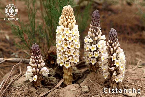 cistanche Planting base cistanche Planting base
