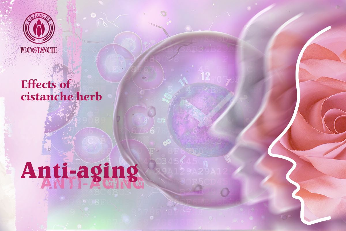 Cistanche can resist aging and make women more youthful and beautiful