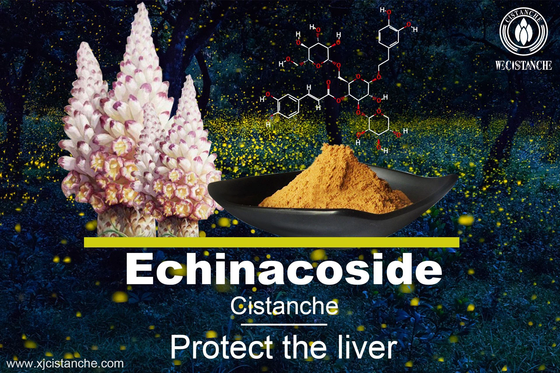 Echinacoside protects livers