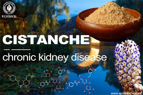 Cistanche treat Chronic Kidney Disease (CKD)