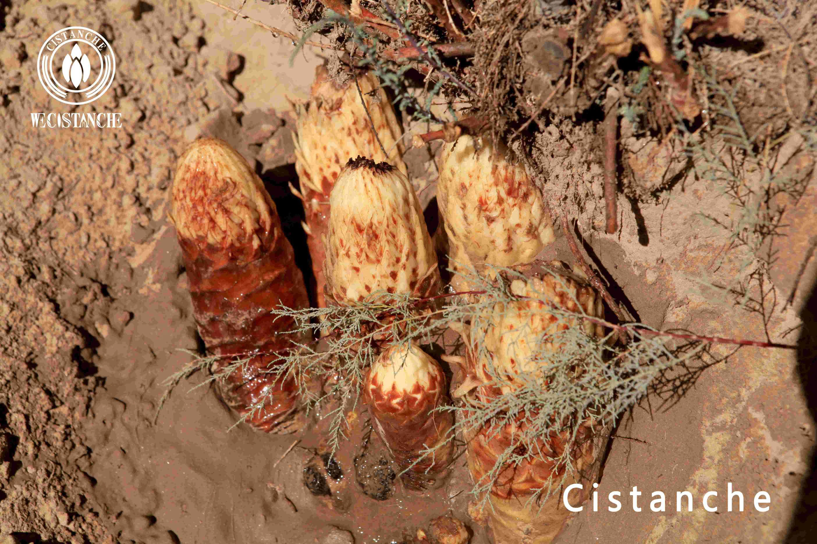 Cistanche