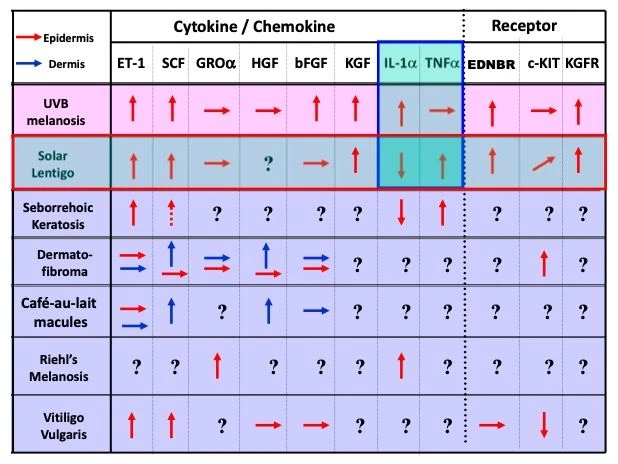 Table 1. Changes in the expression of cytokines, chemokines, and receptors in the lesional epidermis of several hyperpigmentary disorders when compared with non-lesional skin Table 1. Changes in the expression of cytokines, chemokines, and receptors in the lesional epidermis of several hyperpigmentary disorders when compared with non-lesional skin