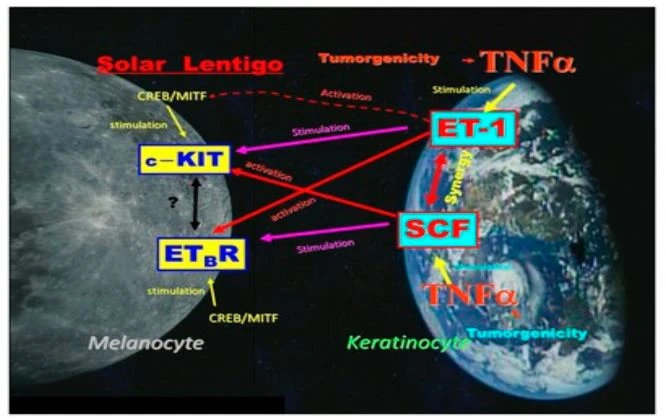 Figure 4. A summary of the complex mutual relationships between SCF and EDN1 linkages in the lesional epidermis of SLs. Figure 4. A summary of the complex mutual relationships between SCF and EDN1 linkages in the lesional epidermis of SLs.