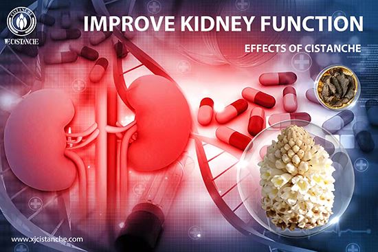 cistanche can treat kidney disease cistanche can treat kidney disease