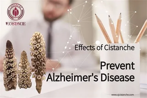 Cistanche can reduce symptoms of Alzheimer's disease