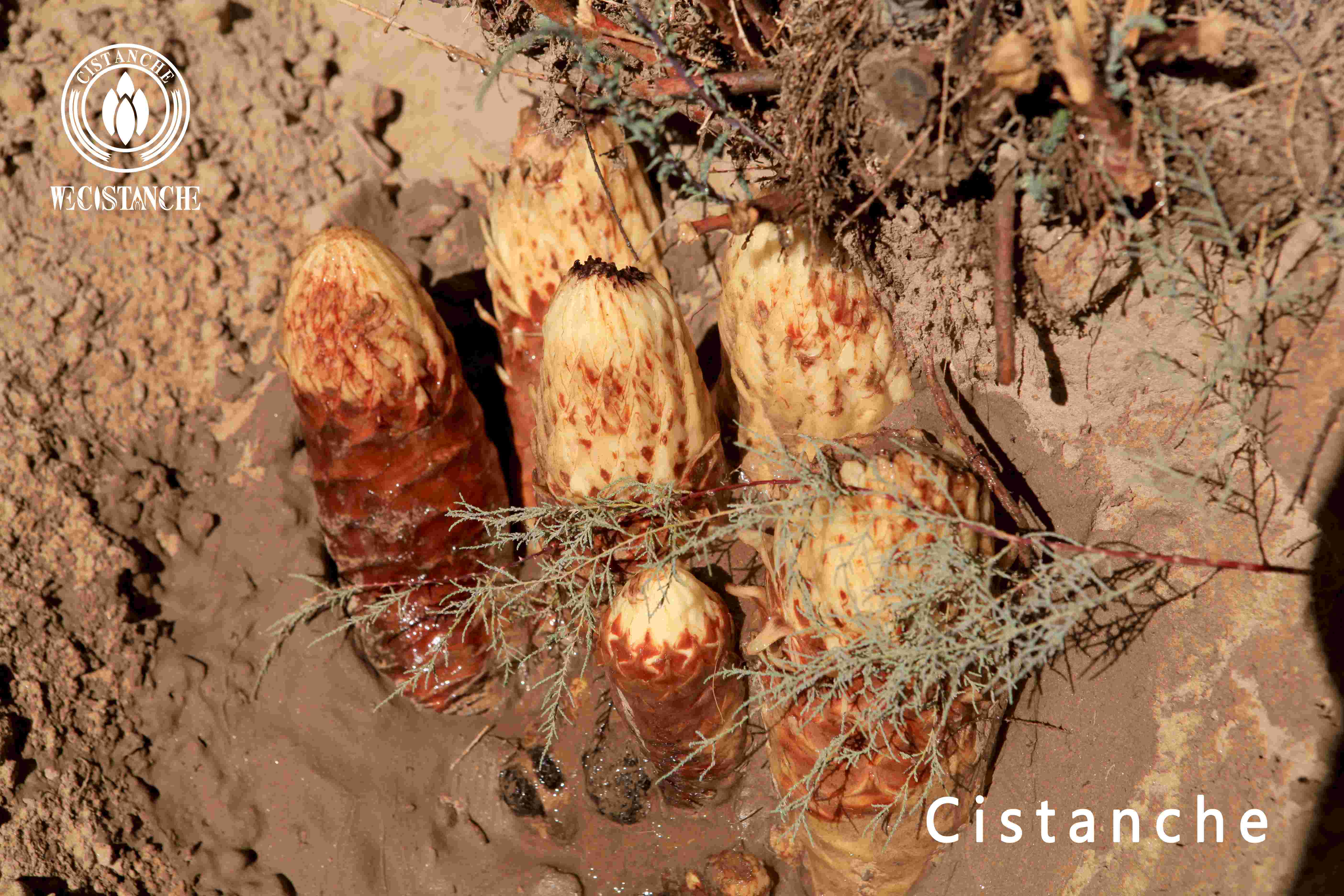 desert living Cistanche