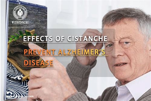 Cistanche can prevent Alzheimer's disease Cistanche can prevent Alzheimer's disease