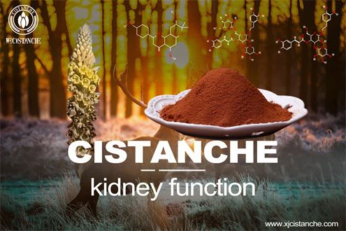 cistanche benefits