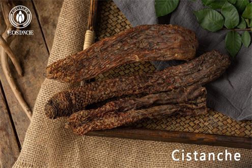 HERB CISTANCHE HERB CISTANCHE
