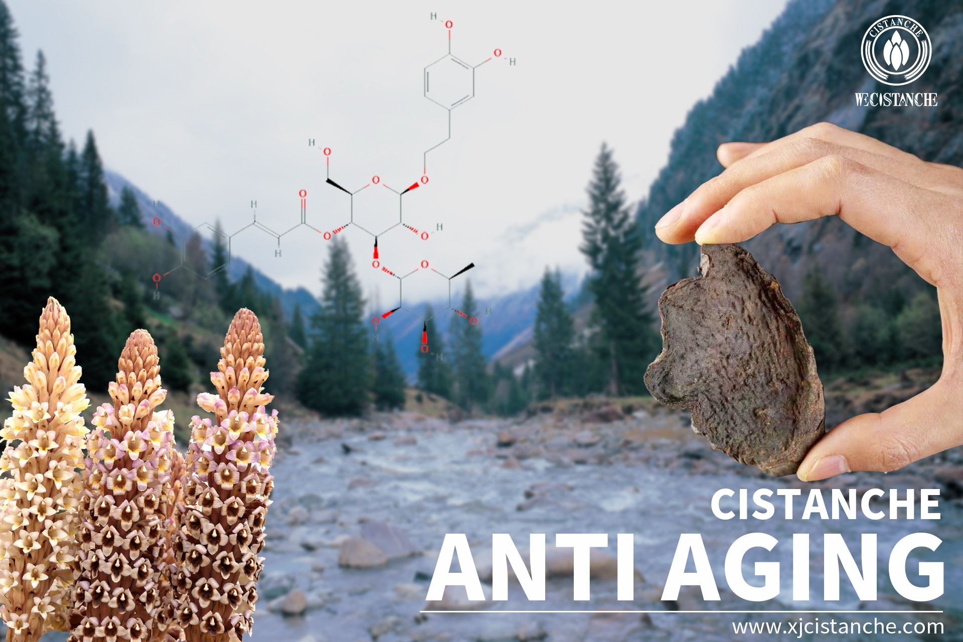 best herb for anti aging best herb for anti aging
