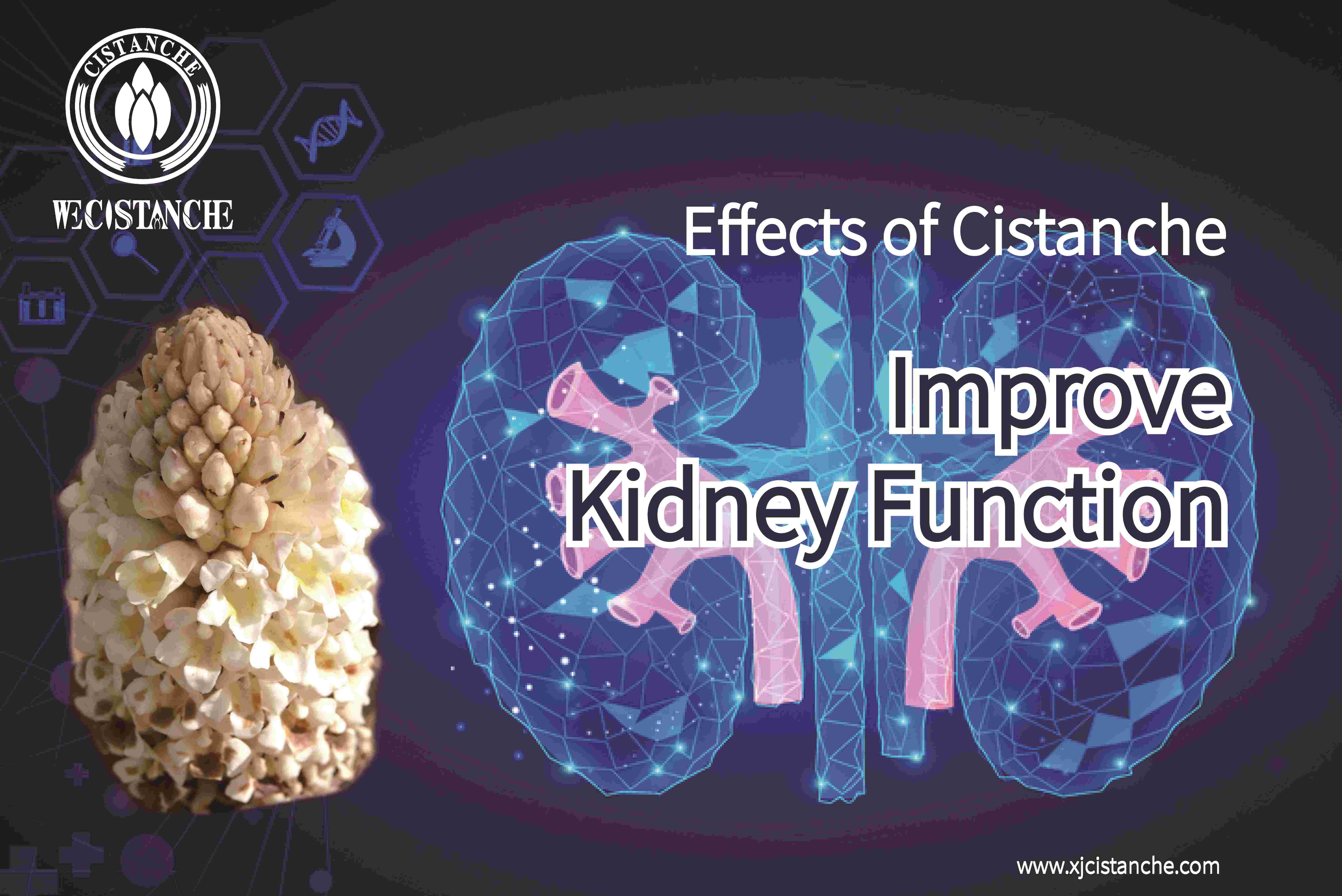 best herb for kidney disease best herb for kidney disease