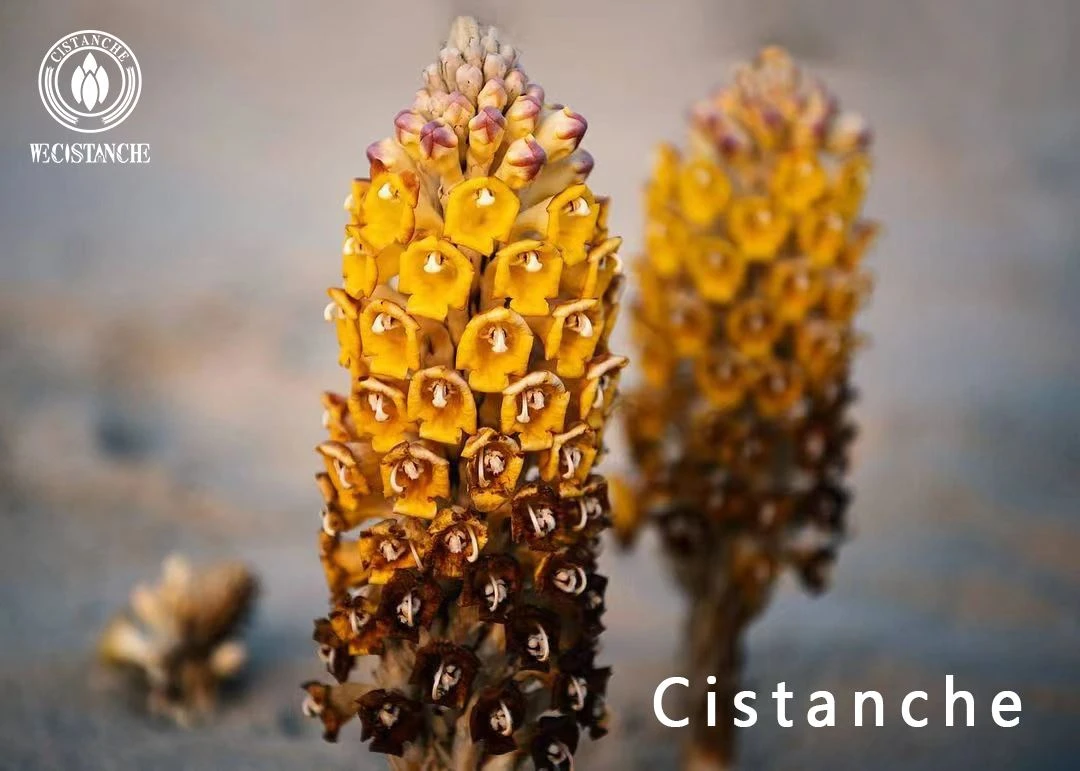 cistanche plant cistanche plant