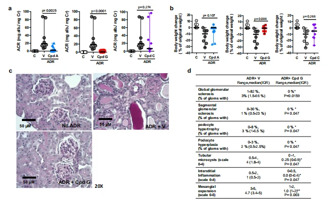 Fig. 6 Cpd G protects from kidney injury in a mouse model of adriamycin-induced nephropathy. a–d Renal phenotype of mice that received vehicle (n = 8), Cpd A (30 mg/Kg, n = 11), Cpd G (100 mg/Kg, n = 10) or Cpd C (10 mg/Kg, n = 8) after adriamycin (ADR) injection. A group that did not receive ADR injection (C), is included to show the healthy phenotype. a Albumin to creatinine ratio in spot urines collected 4 weeks after treatment with vehicle (V) or with Cpd A (left), Cpd G (middle) or Cpd C (right). Data expressed as median and range. Treatments with vehicle or compound were compared using a two-tailed Mann–Whitney test: Cpd A (U = 9, P = 0.0025); Cpd G (U = 0, P < 0.0001); Cpd C (U = 24, P = 0.286). b Weight change, as % of weight at baseline, after 4 weeks of treatment with vehicle or with Cpd A (left), Cpd G (middle) or Cpd C (right). Data expressed as median and range. Groups treated with vehicle or compound were compared using a two-tailed Mann–Whitney test: Cpd A (U = 25, P = 0.107); Cpd G (U = 11, P = 0.006); Cpd C (U = 24, P = 0.274). c Representative images of PAS-stained kidney sections (magnification ×20) from mice injected with saline solution (no ADR) and mice injected with ADR that received vehicle (ADR + vehicle) or Cpd G (ADR + Cpd G). d Table summarizing the quantification of histological indicators of kidney damage obtained by a blinded pathology analysis of the PAS-stained kidney sections from mice that received vehicle or Cpd G after ADR injection. Glomerular damage was quantified and is expressed as the percentage of glomeruli with the indicated phenotype. The scale used to quantify tubular microcysts and interstitial inflammation represent the following extent of damage: 0: 0%; 0.5: 1–10%; 1: 11–25%; 2: 26–50%; 3: 51–75%; 4: >75%. Data expressed as the range and median (interquartile range). Both groups were compared using a double-tailed Mann–Whitney test (n = 5), *P < 0.05, **P < 0.01, the exact P values are indicated.