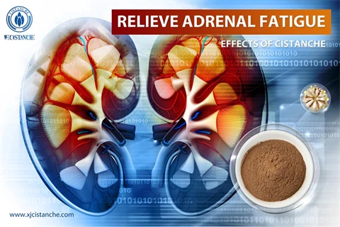 cistanche benefits reddit：relieve adrenal fatigue