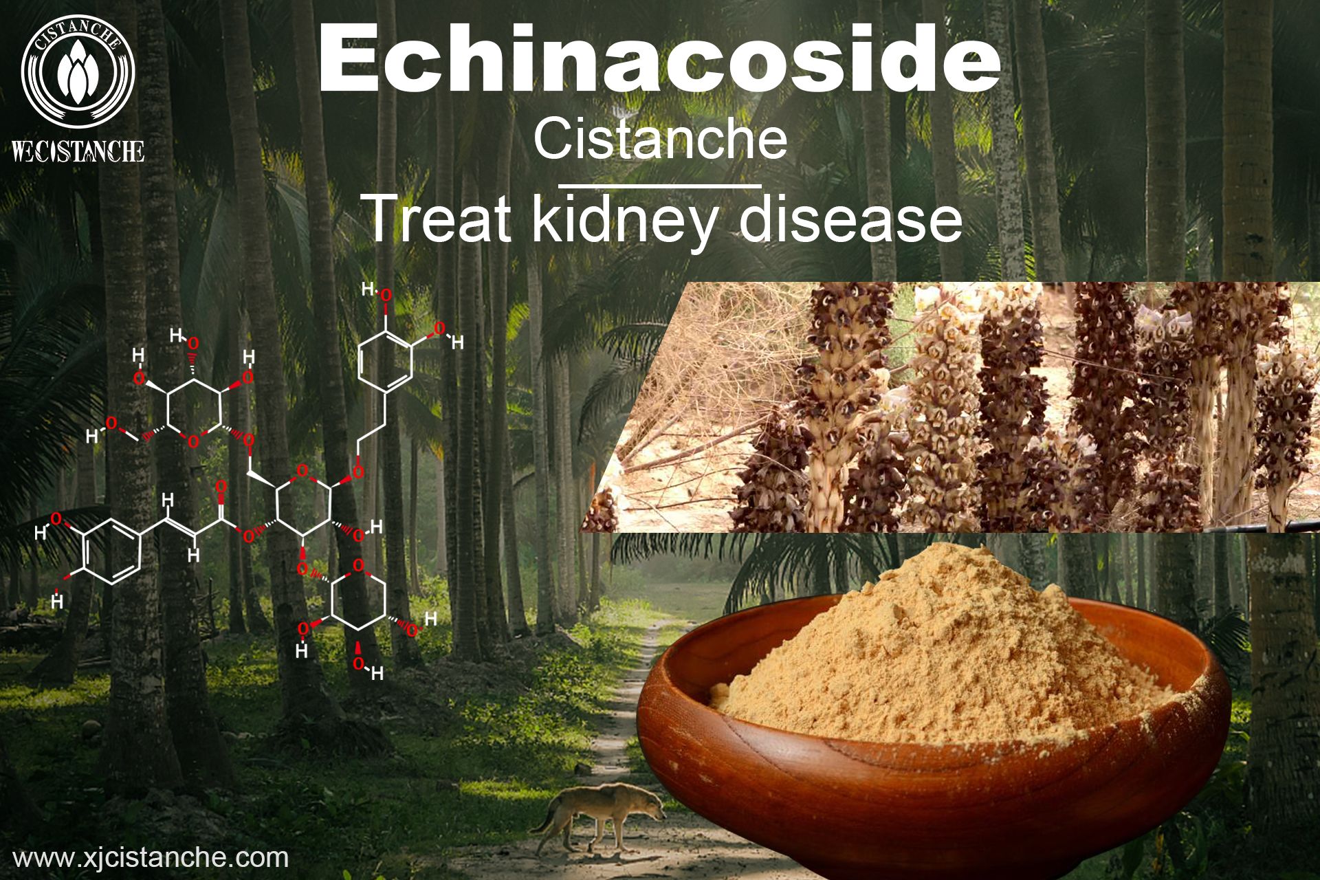 how to prevent kidney failure how to prevent kidney failure