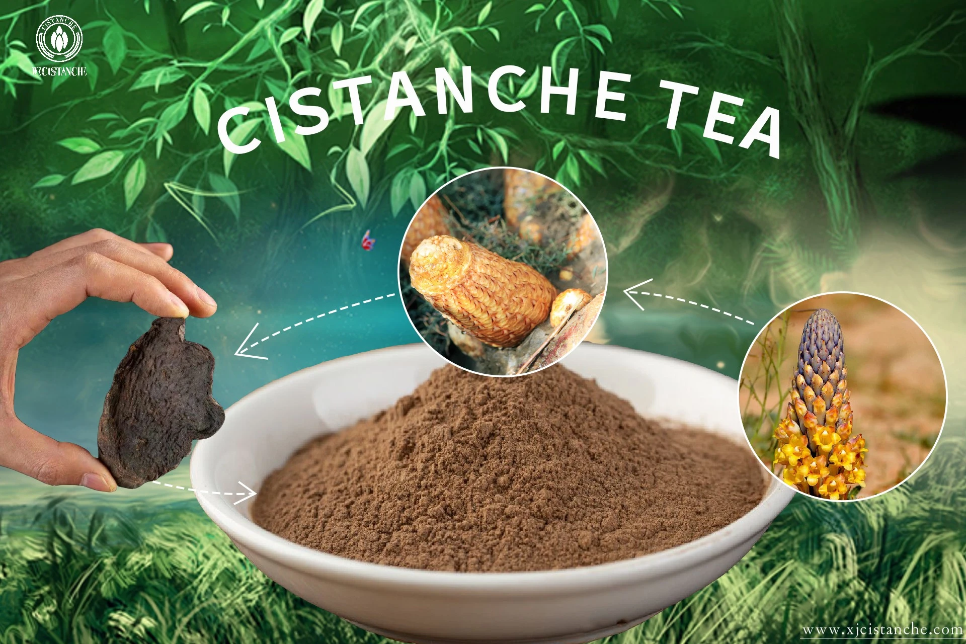 Cistanche tea