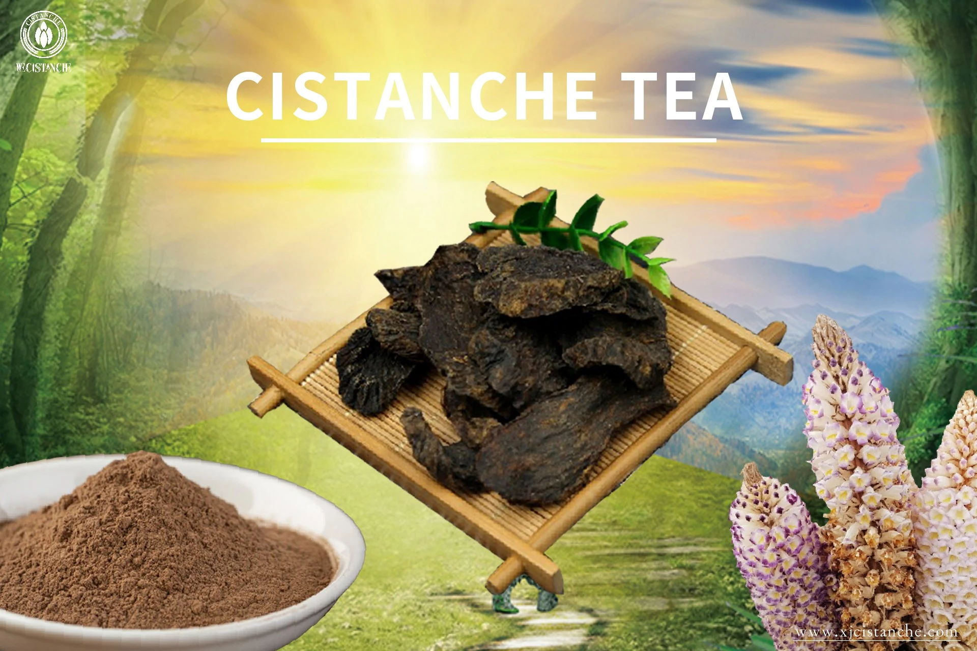 Cistanche application