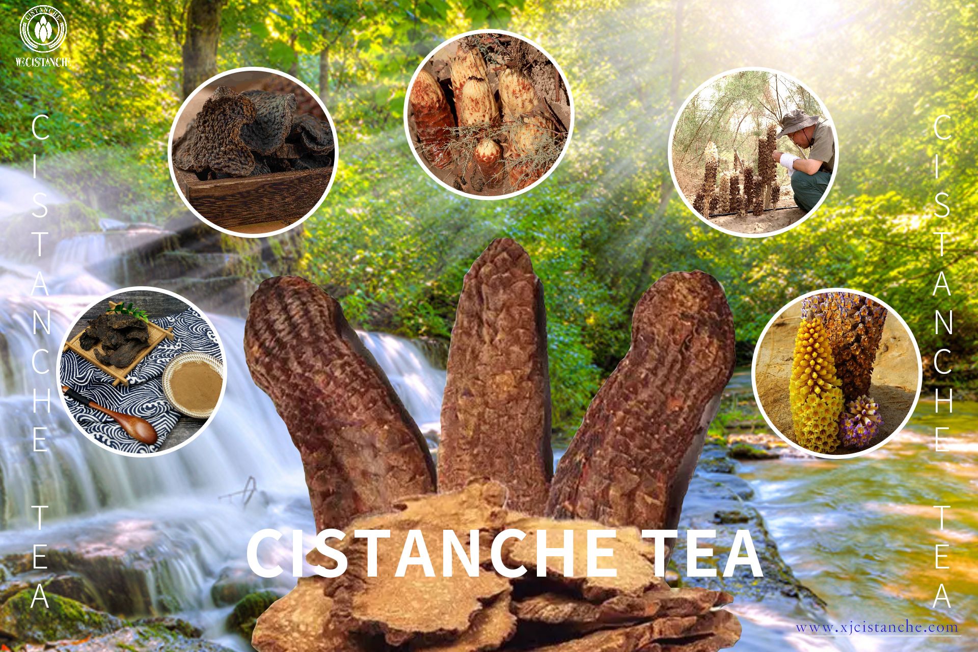 Cistanche usage