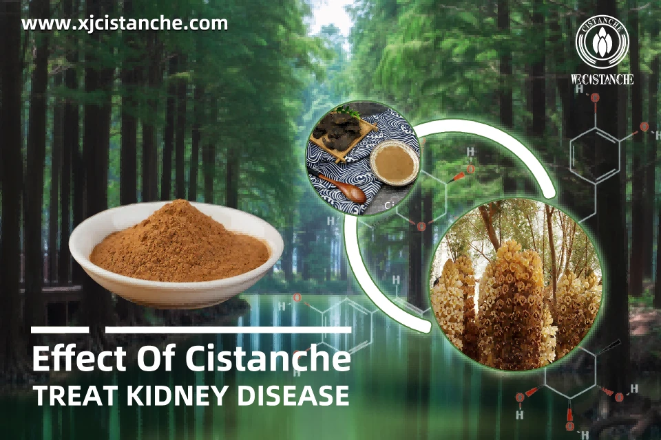 treat kidney disease