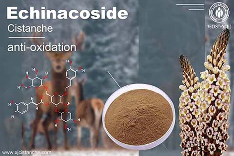Antioxidative Functions Of Cistanche