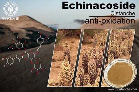 Antioxidative Functions Of Cistanche