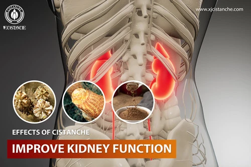 saline cistanche improves kidney function