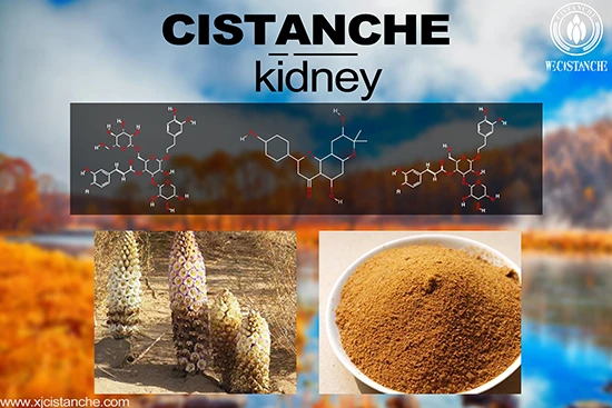 Cistanche-kidney-6(6)