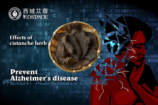 Chinese herb cistanche Chinese herb cistanche