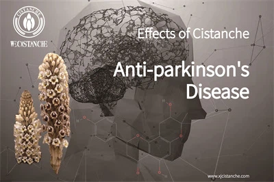 Cistanche benefits Cistanche benefits