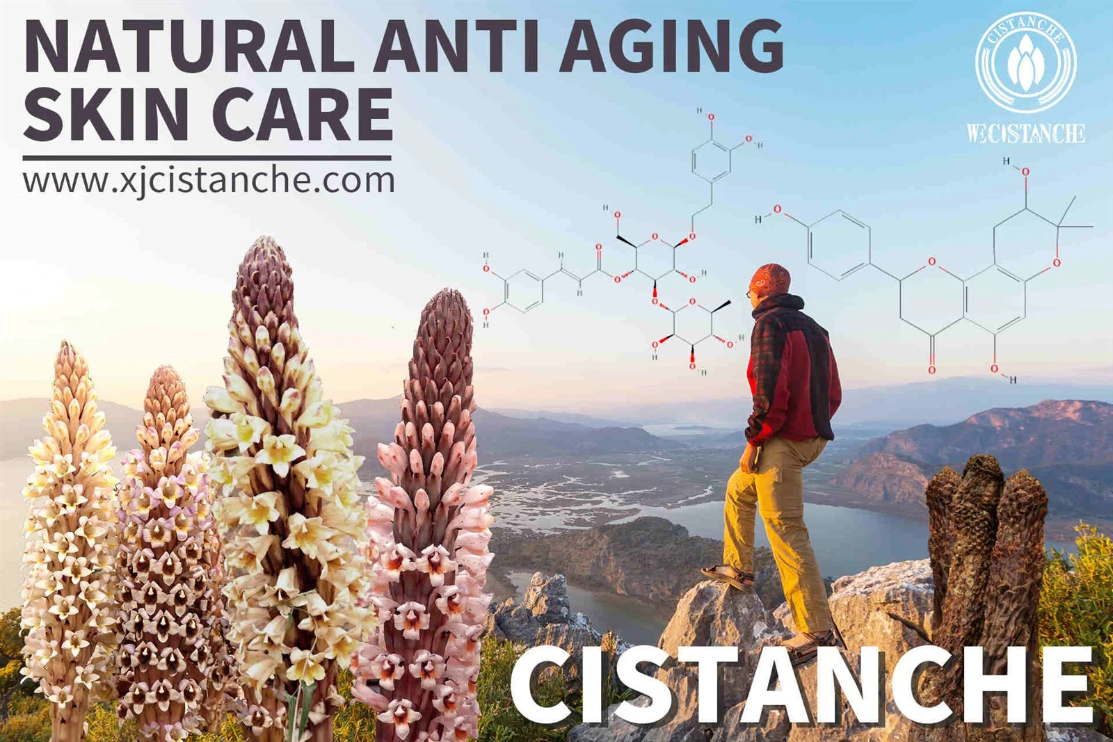 how to use cistanche