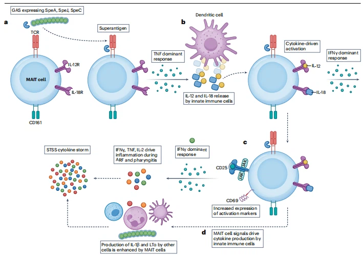 Fig. 2 | Overview of pathogenic mechanisms of MAIT cell activation during GAS infection Fig. 2 | Overview of pathogenic mechanisms of MAIT cell activation during GAS infection