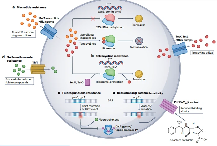 Fig. 4 | Mechanisms of GAS antibiotic resistance. a, Fig. 4 | Mechanisms of GAS antibiotic resistance. a,
