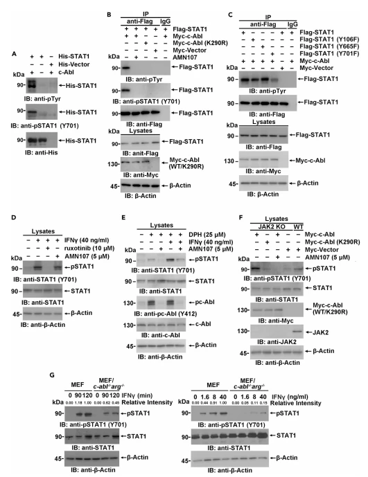 Figure 3. STAT1 is phosphorylated by c-Abl