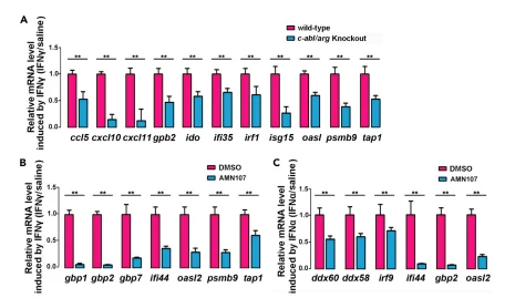 Figure 5. c-Abl regulates IFN-related gene expression