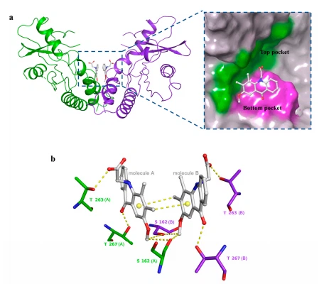 Figure 8. Docking structure of compound 11 bound to STING protein. (a) Binding mode of compound 11. The bound ligand is shown in gray color, with individual STING subunits in the symmetrical dimer shown in green and purple. In the binding pockets of the STING monomer, the bottom is colored magenta and the top is green. (b) The intermolecular contacts of compound 11 are bound to STING. Compound 11 and contacted STING amino acids are shown as a stick model. The intermolecular contacts and hydrogen bonds are shown with a yellow dashed line. The A and B superscripts indicate protein monomer or individual ligand identity.