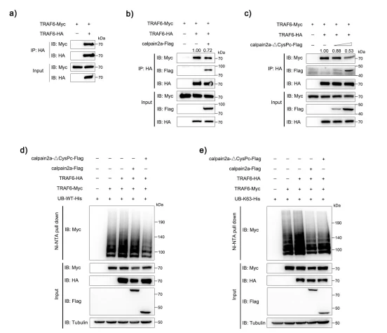 Fig. 6 calpain2a attenuates autoubiquitination of TRAF6. a HEK293 cells were transfected with TRAF6-Myc, TRAF6-HA, or empty vector. After 24 h post-transfection, the cells were lysed and IP analyzed with HA antibody. b HEK293 cells were transfected with TRAF6-Myc, TRAF6-HA, empty vector, or calpain2a-Flag. After 24 h post-transfection, the cells were lysed and IP analyzed with HA antibody. c HEK293 cells were transfected with TRAF6-Myc, TRAF6-HA, empty vector, or different concentrations of calpain2a-ΔCysPc-Flag. After 24 h post-transfection, the cells were lysed and IP analyzed with HA antibody. d, e HEK293 cells were cotransfected with TRAF6-Myc, TRAF6-HA, and WT-ubiquitin-His or K63O-ubiquitin-His (in which only lysine 63 is kept) together with calpain2a-Flag, calpain2a-ΔCysPc-Flag or empty vector. After 24 h post-transfection, the cells were lysed and purified with Ni-NTA agarose. The immunoprecipitates and input immunoblot analysis with anti-Myc, anti-Flag, anti-HA, and anti-Tubulin Abs. All experiments were performed in at least three independent experiments.