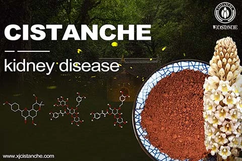 cistanche-kidney disease-4(52)