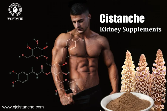 CISTANCHE EXTRACT WITH 25% ECHINACOSIDE AND 9% ACTEOSIDE FOR KIDNEY FUNCTION CISTANCHE EXTRACT WITH 25% ECHINACOSIDE AND 9% ACTEOSIDE FOR KIDNEY FUNCTION