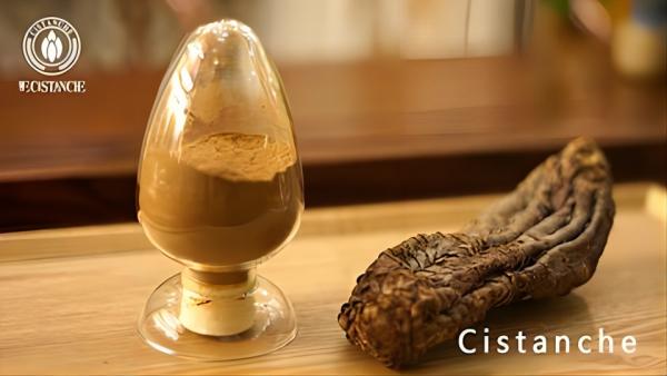 Cistanche Raw material