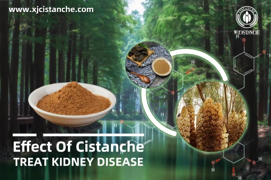 cistanche for kidney protection