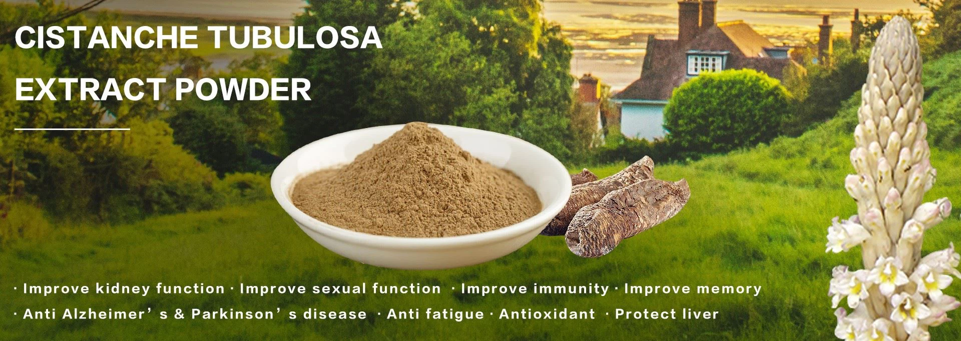 cistanche tubulosa benefits and side effects