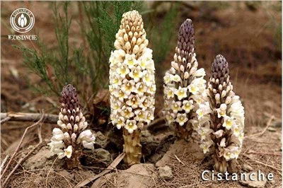 Cistanche Tubulosa Cov Khoom Cistanche Root Cistanche Stem Cistanche Extract